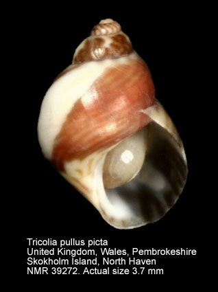 Tricolia pullus picta (5).jpg - Tricolia pullus picta(da Costa,1778)